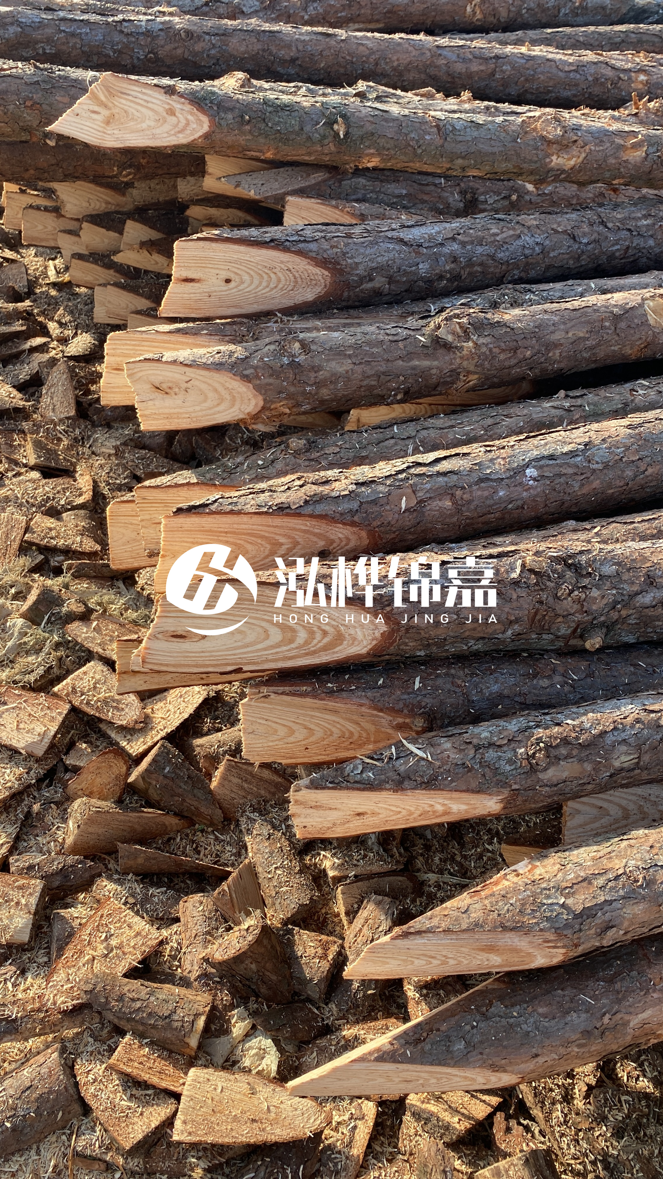 松木樁怎么分辨好壞？學會這幾招，輕松分辨松木樁好壞不踩雷！